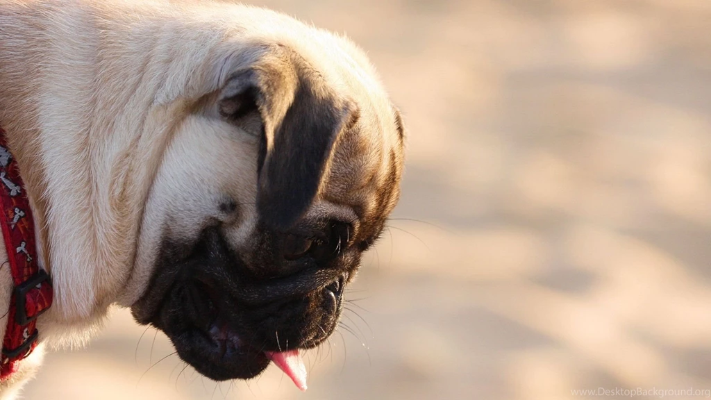 Download Wallpapers 2048x1152 Pug, Dog, Face, Profile HD HD Backgrounds