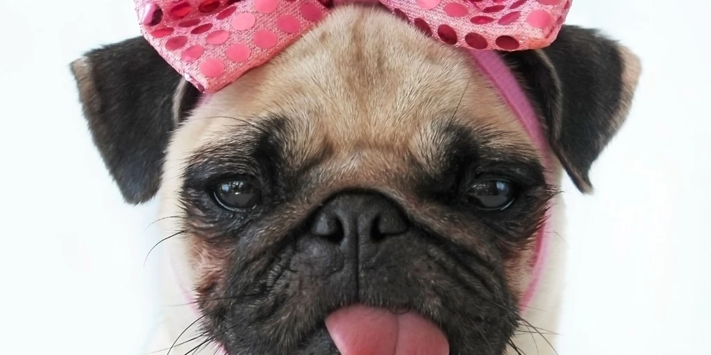 Cute Pug Dog With Rose Bow Photo And Wallpaper. Beautiful Cute Pug ...