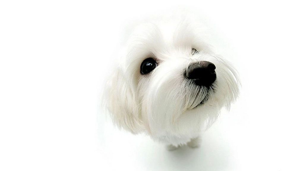 Animals Dogs White Backgrounds Wallpapers