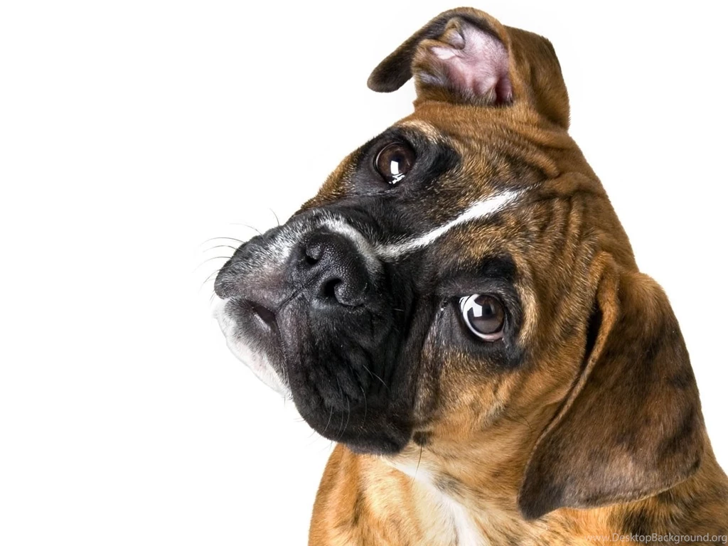 Cute Boxer On A White Backgrounds Wallpapers And Images ...