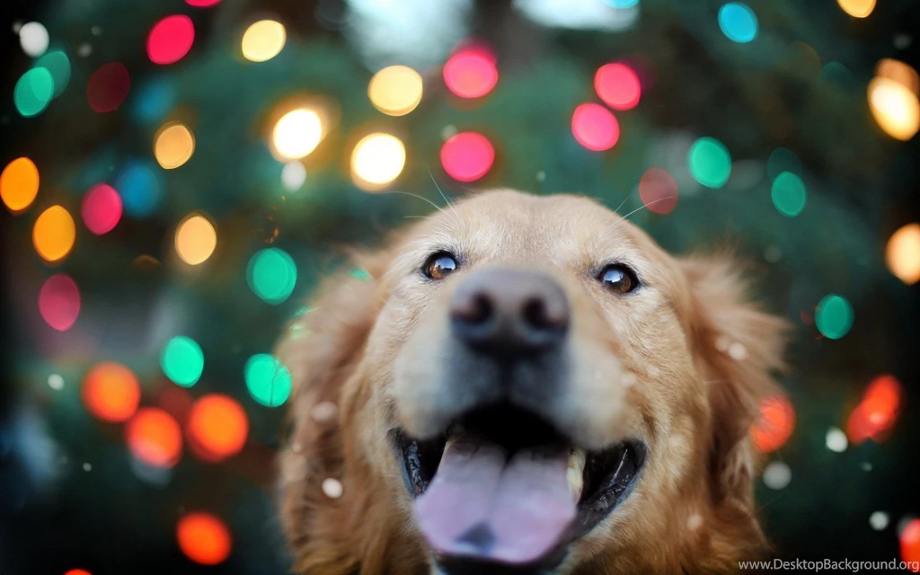 Golden Retriever Dog Wallpapers