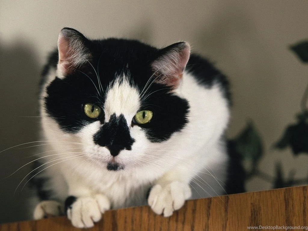 Free Wallpapers Tuxedo Cat