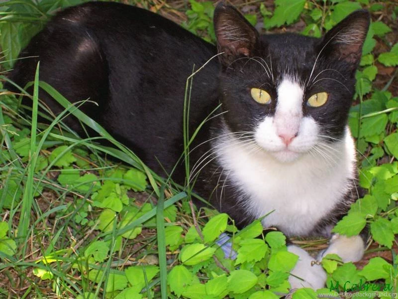 Melody's Cat Wallpapers