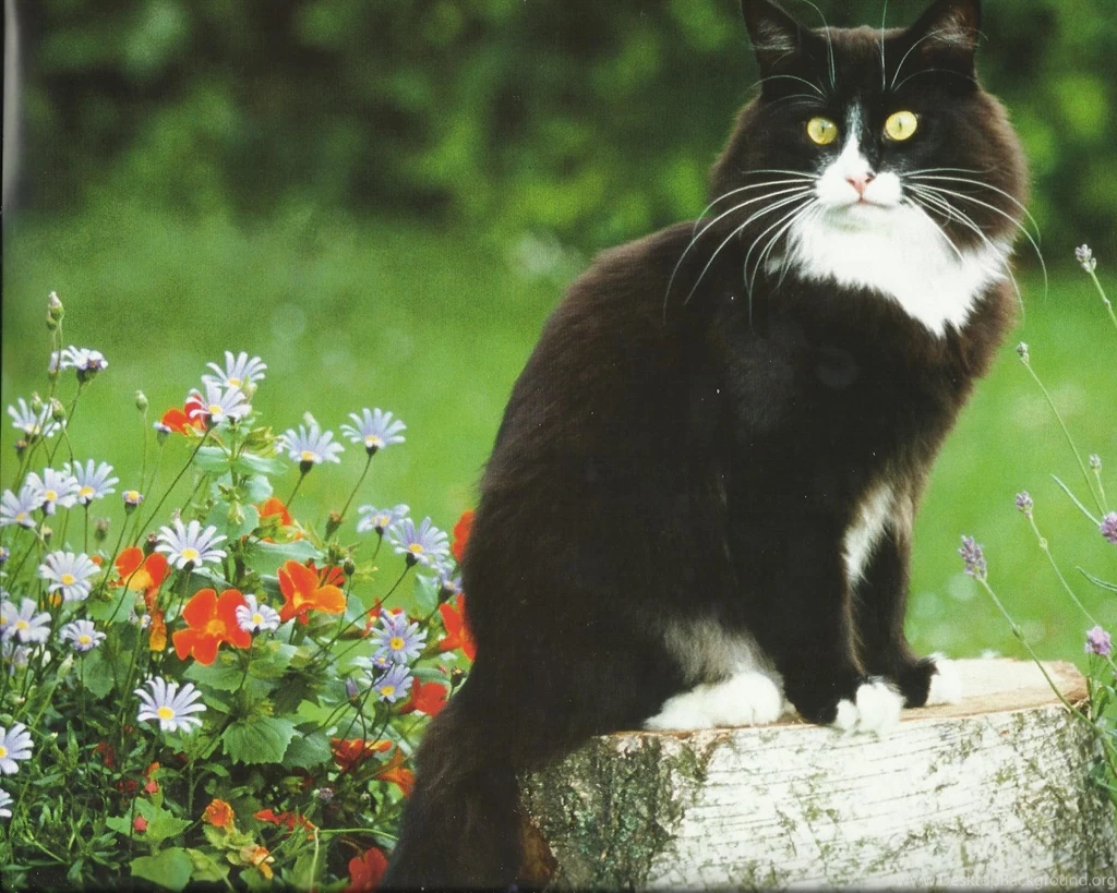 Tuxedo Cat Desktop Wallpaper 3.jpg