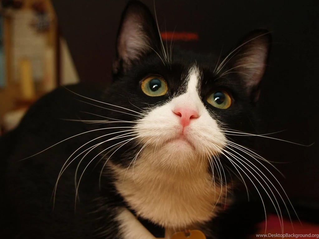 Cat Stretching High For Hug Is Possibly The Cutest Cat Video EVER ...