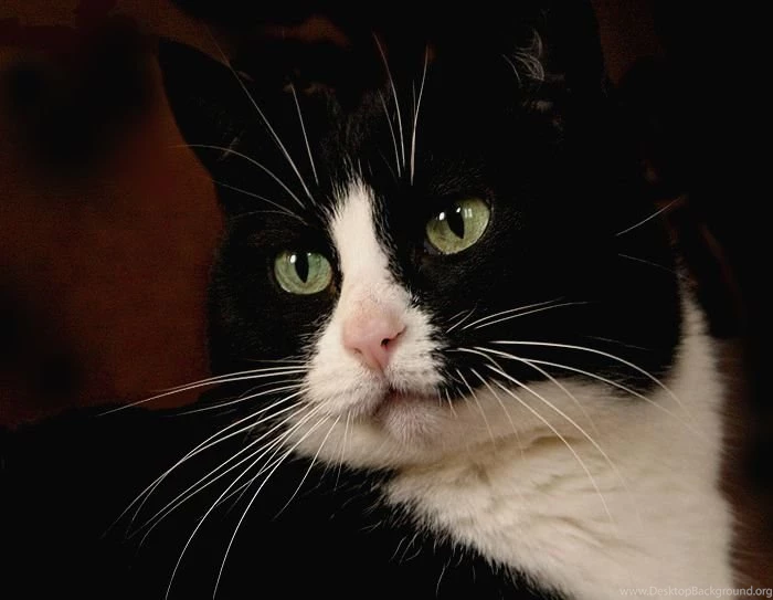 Gino   Tuxedo Cat By Canis Lupess On DeviantArt