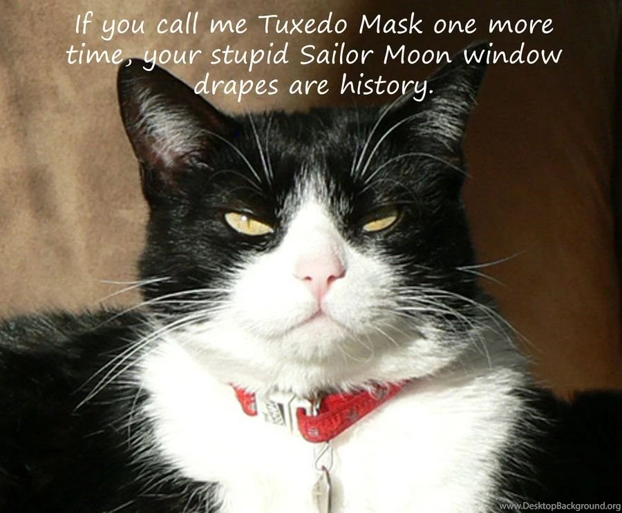 Angry Tuxedo Cat By NewportMuse On DeviantArt