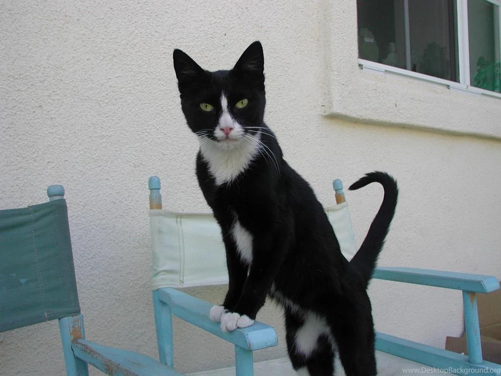 My Cats – The Bitch And The Tuxedo