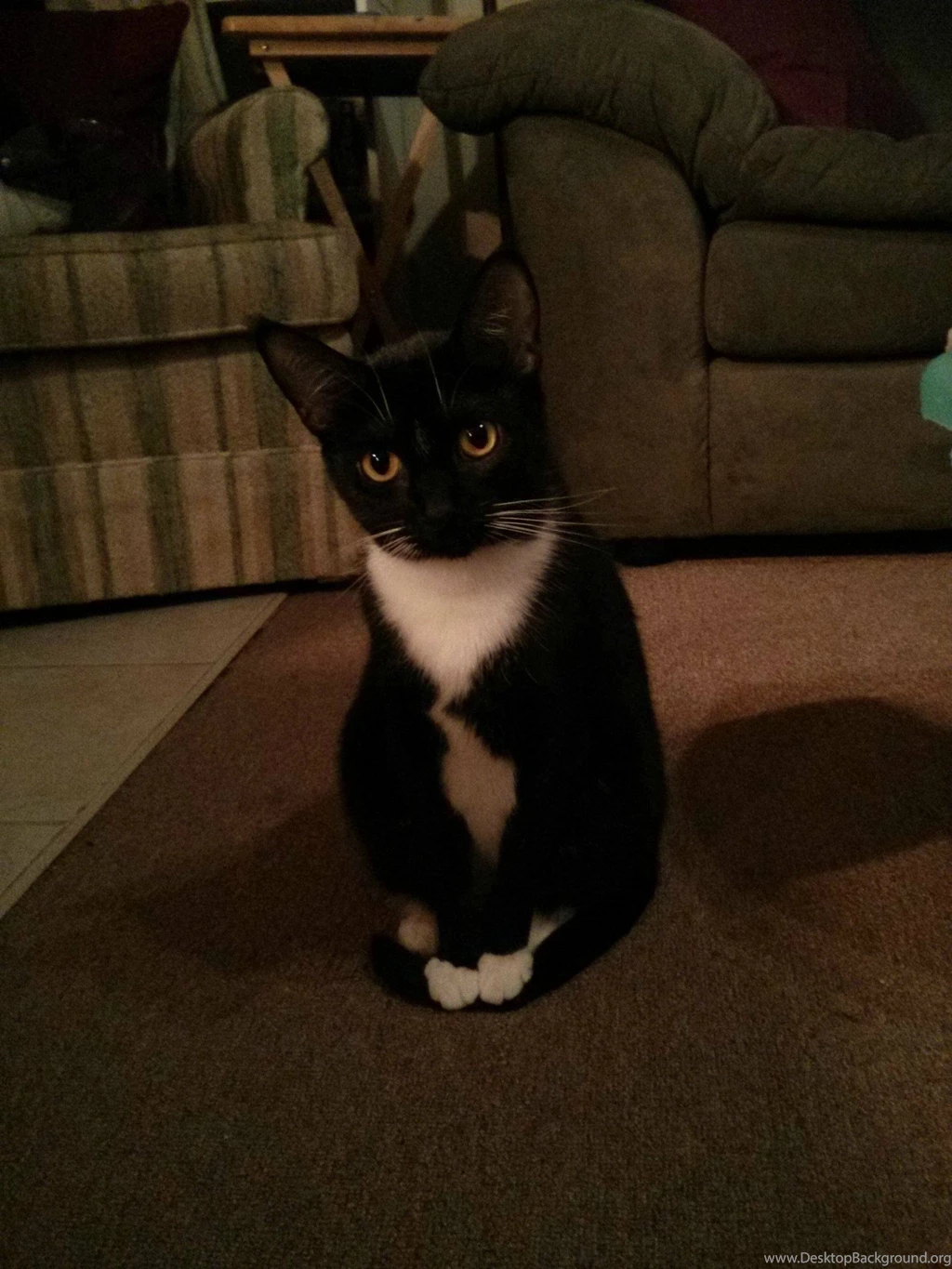 I Don't Know Why, But My Cat Almost Always Has To Sit On Her Tail ...