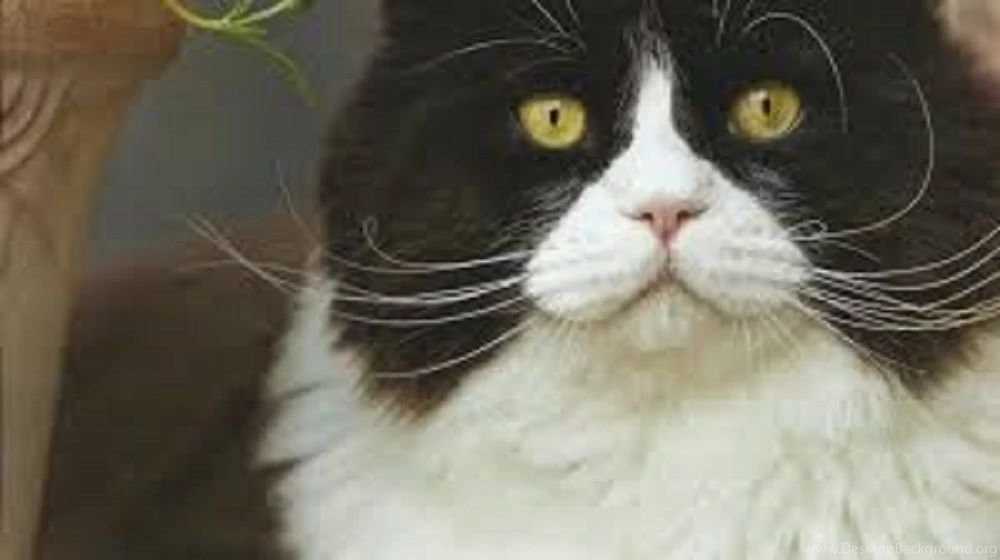 Tuxedo Cat Desktop Wallpaper Desktop.jpg