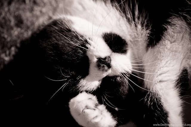 Goodbye To Our Good Little Friend