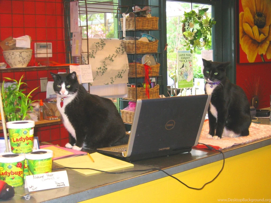 Cat Capital? A Purrrrrr fect Idea…Designate Sacramento An Official ...