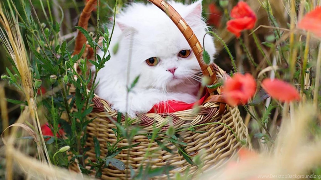 Wallpaper: White Cat, Pet, Animal, Adorable, Woven Basket, Plants ...