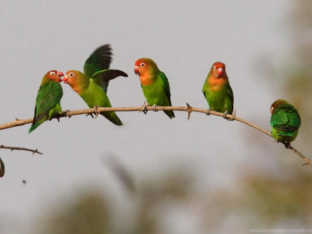 Free Wallpapers Agapornis Lilianae Parrots Animals
