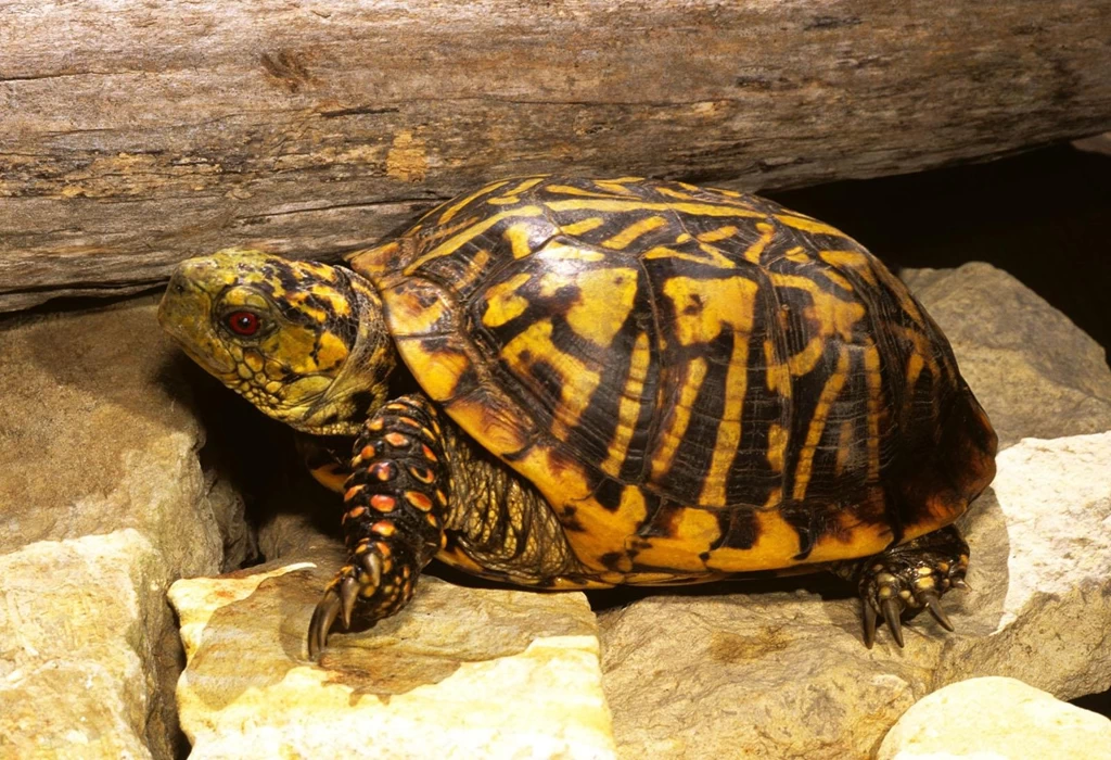 Free Wallpapers Ornate Box Turtle In Terrarium Pet Animal