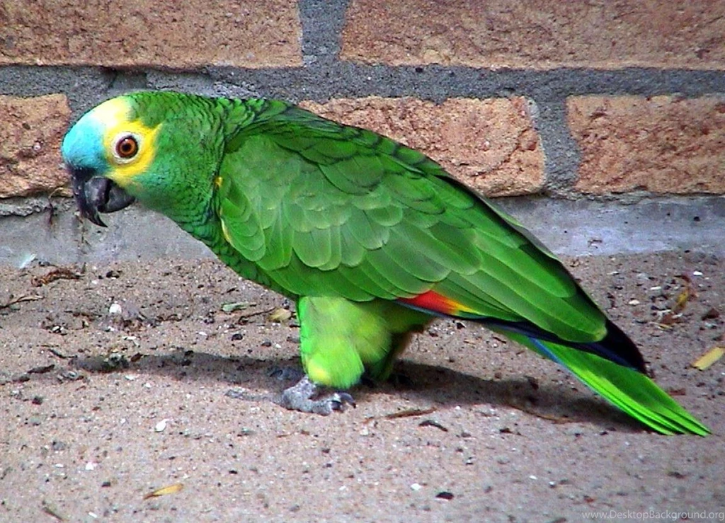 Free Wallpapers Blue Fronted Amazon Pet Animal