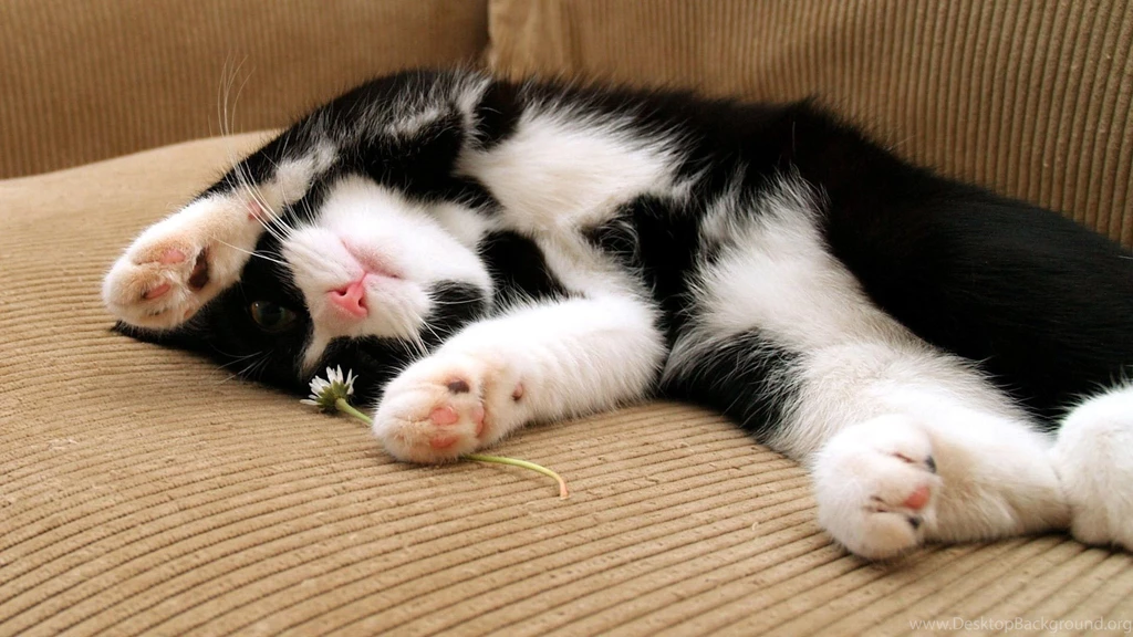 Download Wallpapers 3840x2160 Cat, Sleep, Dog, Spotted, Lying, Feet ...