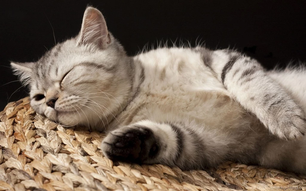 Close Up, Pet, Jump, Lovely, Sweet, Cat, Photo, Animal, Wallpapers