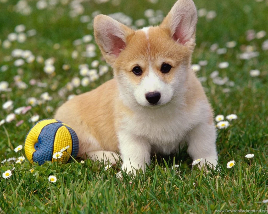 Cute Animal Wallpapers, Hd Wild Life Photos, Pet Images, Best ...