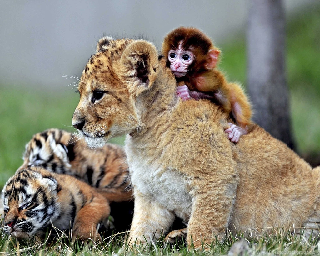 Cute Animal Wallpapers, Puffy, Hd Wild Life Photos, Pet Images ...