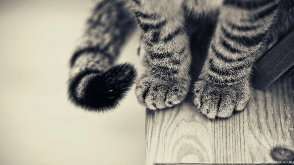 Cats Feet Wallpapers 1920x1080 (
