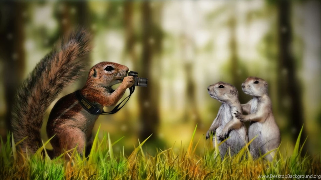 Funny Animals Free Wallpapers   In High Quality