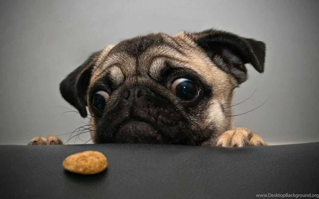Download Funny Animal Wallpapers For Windows