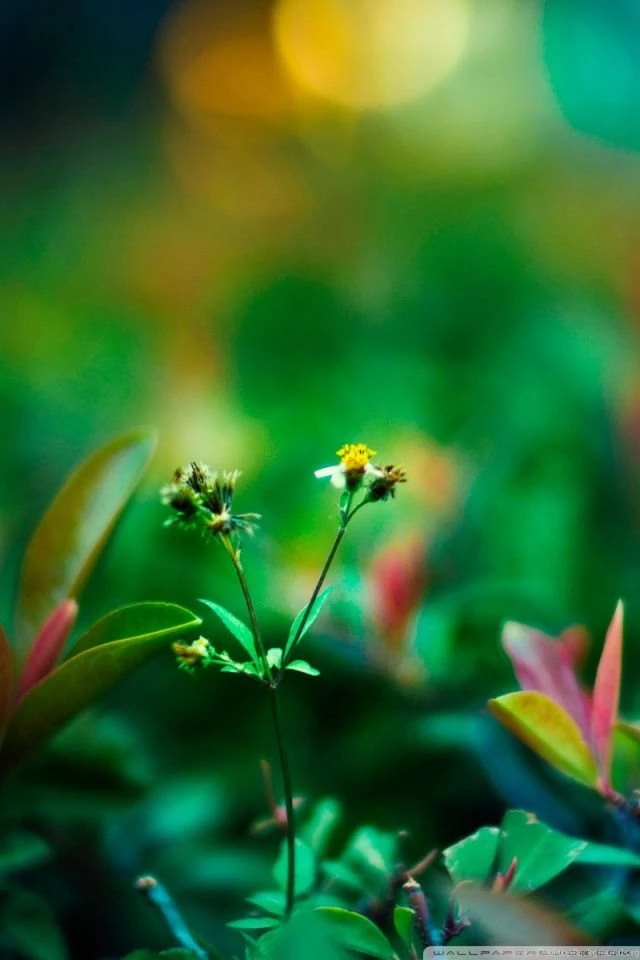 New hd finest wallpapers mobile.jpg