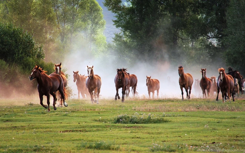Download Running Horses 6718 2560x1600 Px High Resolution ...