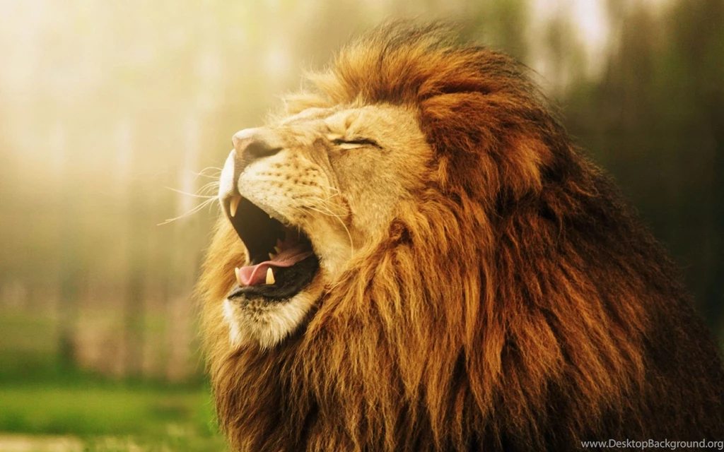 Yawning Lion Face Funny Animal Wallpapers