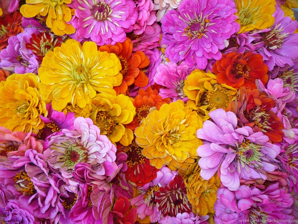 Beautiful Flowers Zinnia (Ciniya) On Glade Wallpapers And Images ...