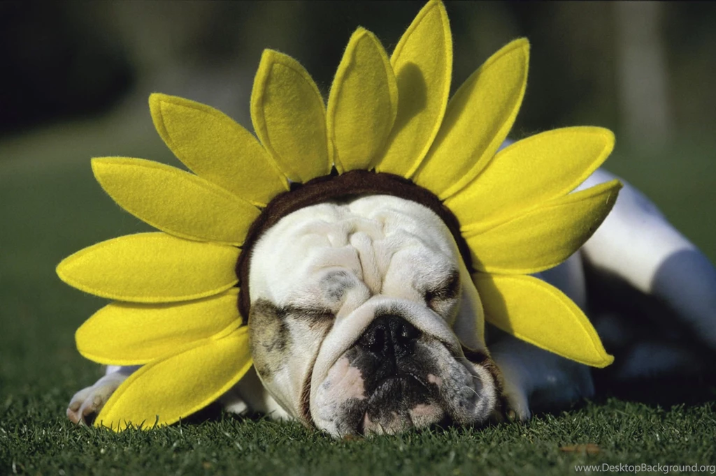 Download Funny Animal Wallpapers Picture