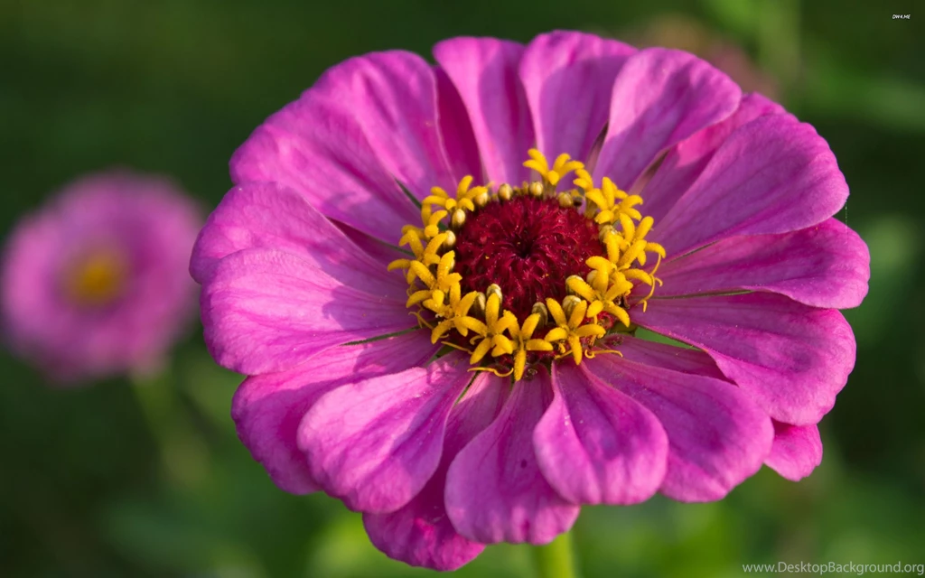 Pink Zinnia Wallpapers   Flower Wallpapers