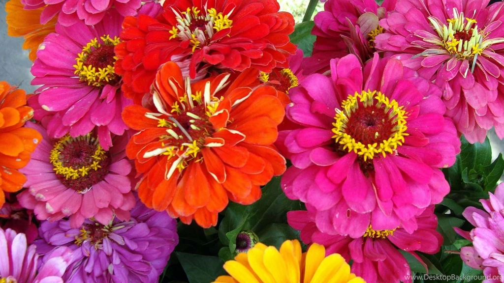 Zinnia Wallpapers (08 Hd Photos) Download