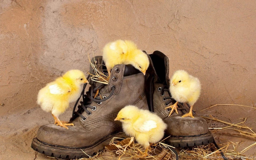 Funny Animal Wallpapers J1Q MYWALLPAPERWORLD.COM