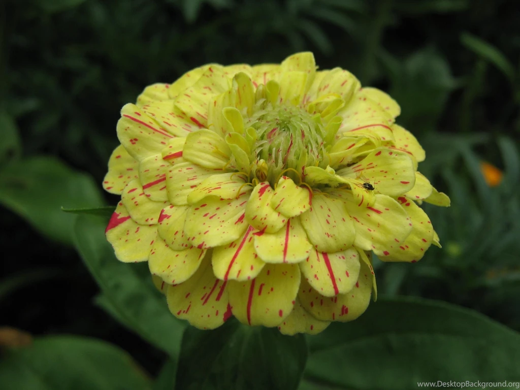 Yellow Zinnia