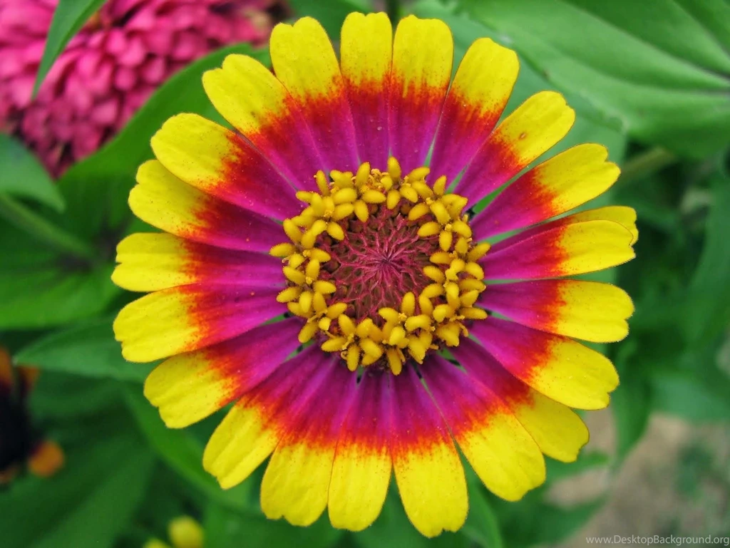 Zinnia Wallpapers   Keywords HERE
