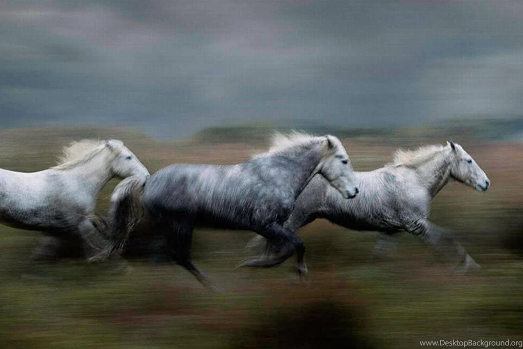 RUNNING HORSES WALLPAPER (
