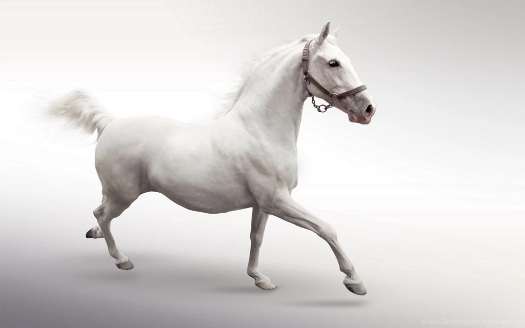 Running White Horse. Wallpapers Download Wallpapers Nature Free