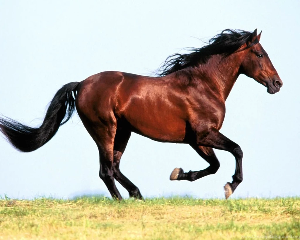 Running Horse Wallpapers HD Wallpapers 2951