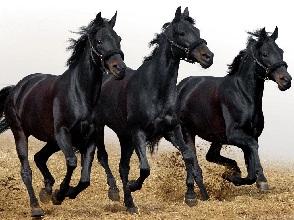 Running Horses Wallpaper, Size: 2560x1920