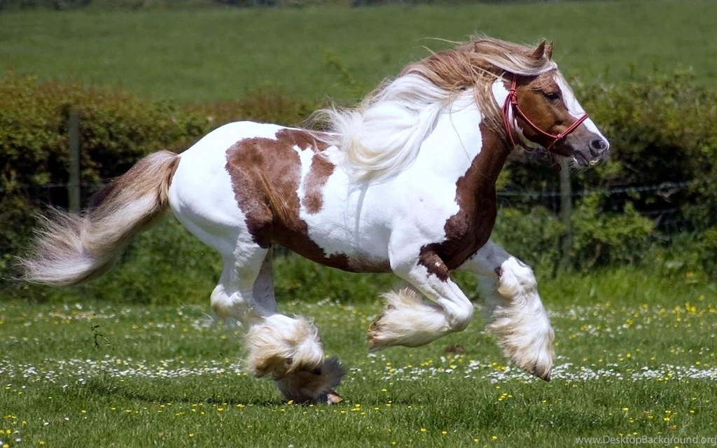Running Horses 6718 2560 X 1600 WallpaperLayer.com