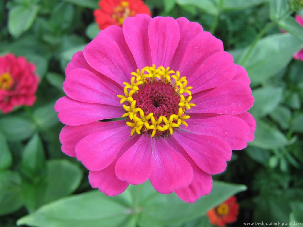Purple Zinnia