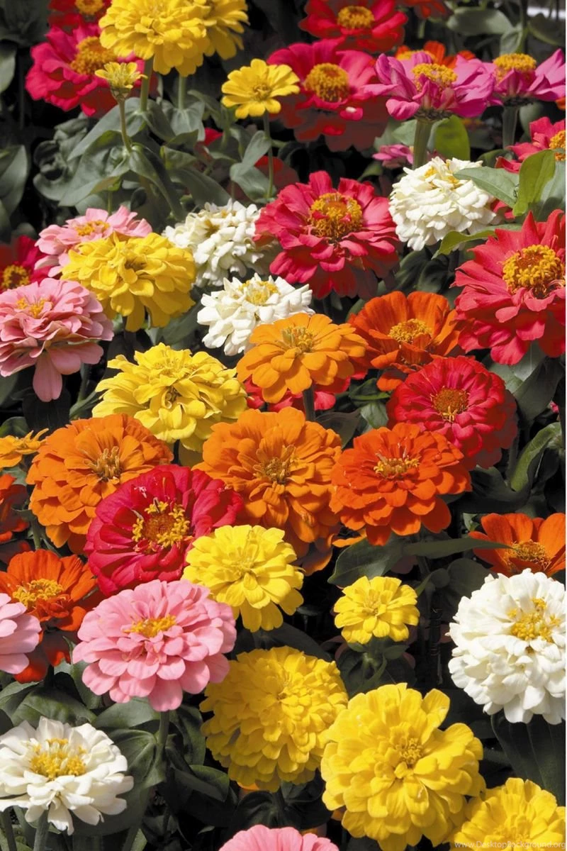 Zinnia 3.jpg