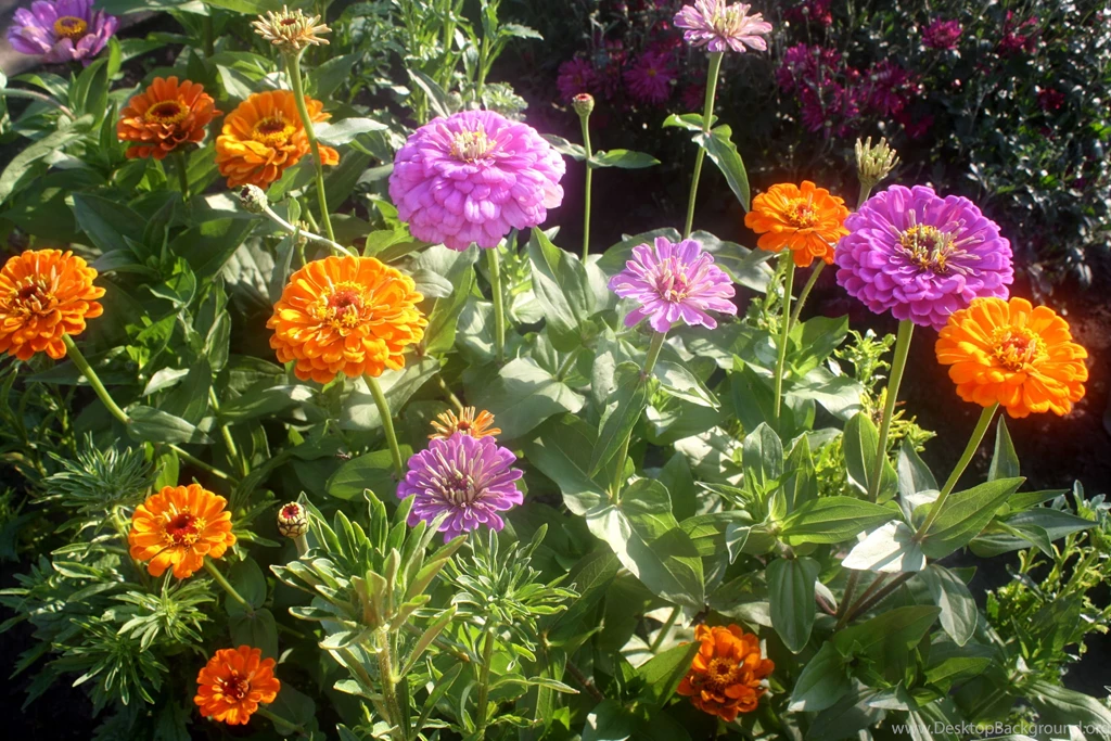 Beautiful Flowers Zinnia (Ciniya) On A Bed In The Garden ...