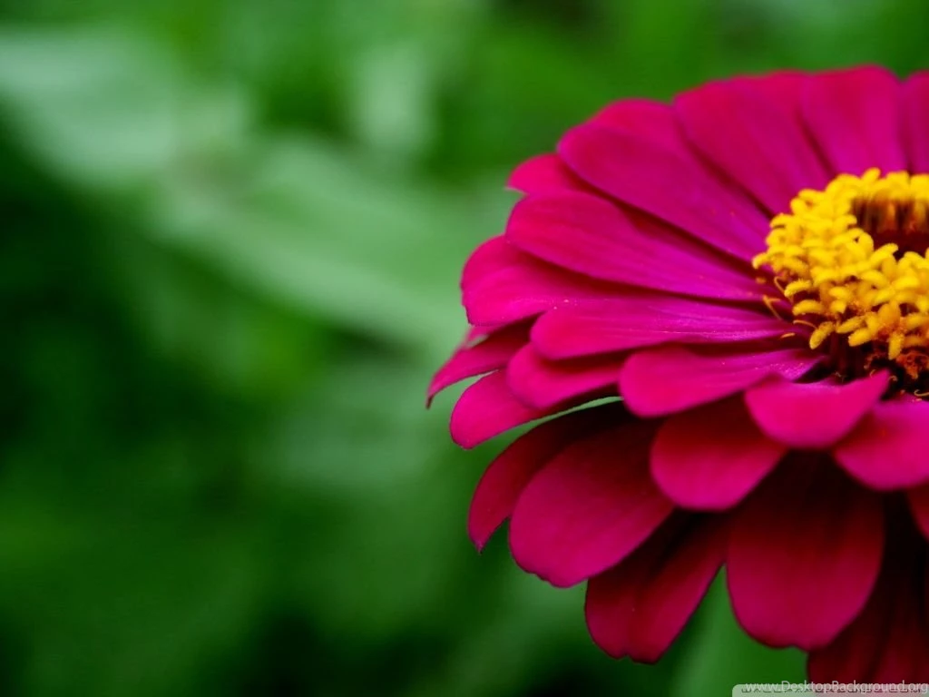 Zinnia HD Desktop Wallpapers : Widescreen : High Definition ...