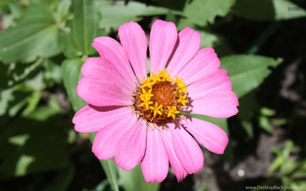 Interesting Pink Zinnia Close up Wallpapers Flower Wallpapers ...