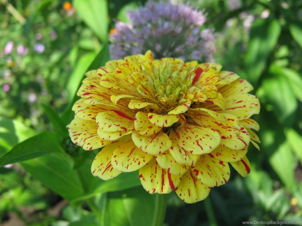 Yellow Zinnia