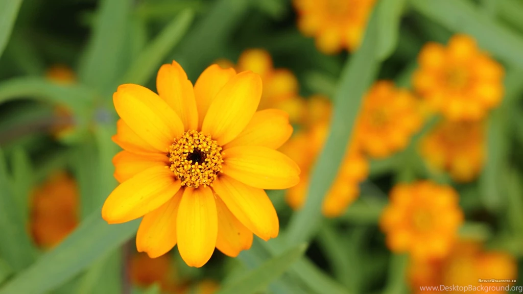 2560x1440 Wallpapers Zinnia Angustifolia Up Close Wallpaper Backgrounds