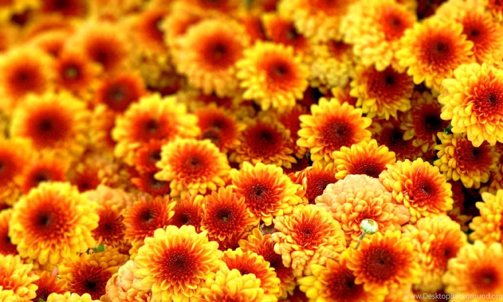 Autumn Flower Wallpapers